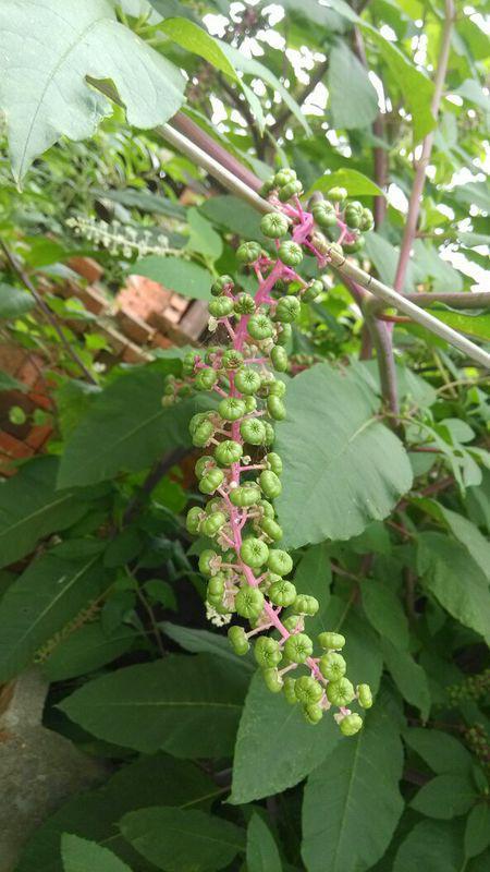 有关槐米的资料,传统药材中的绿色瑰宝